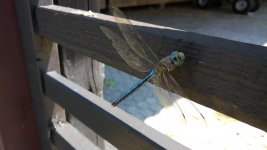 IMG_20180701_120100_8CS.jpg