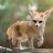 FennecTheFox